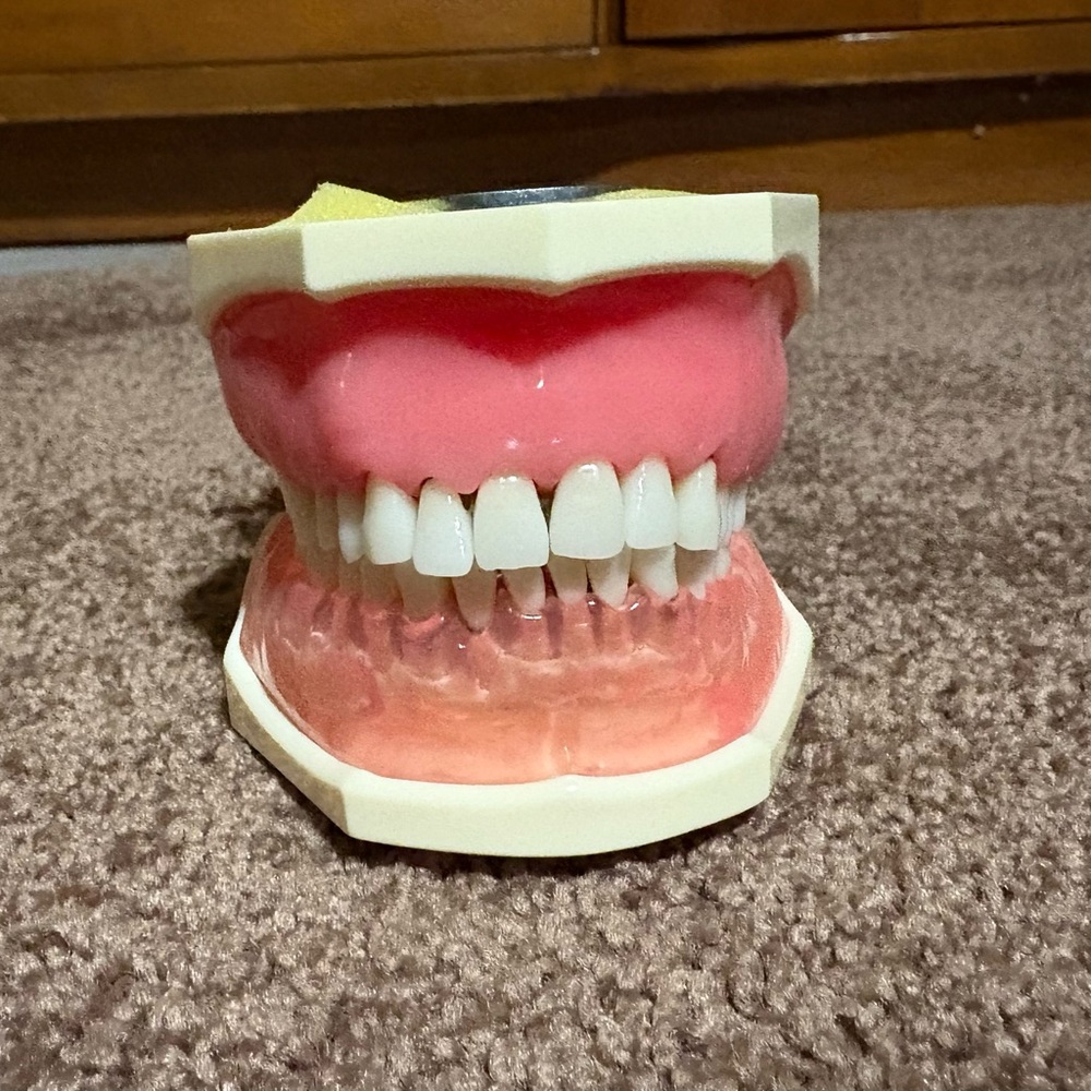 Dental Typodont
